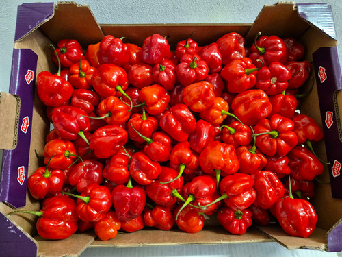 Fresh Hot Pepper - Scotch Bonnet - Rodo (4kg - 5kg Box)
