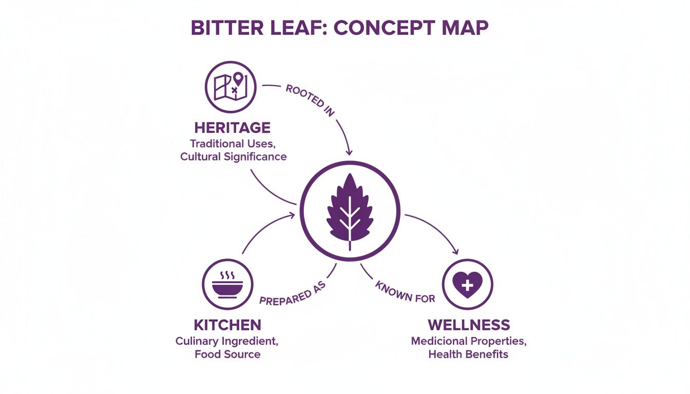 Concept map illustrating bitter leaf's connections to heritage, culinary uses, and wellness benefits.