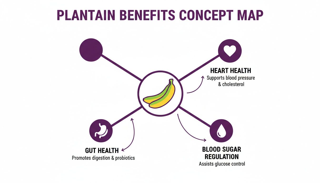 Concept map illustrating plantain benefits for heart health, gut health, and blood sugar regulation.